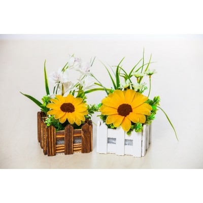 木柵太陽花盆栽